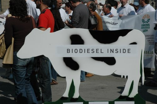 Vaca para biodiesel